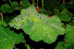 leaves-1466461_1920
