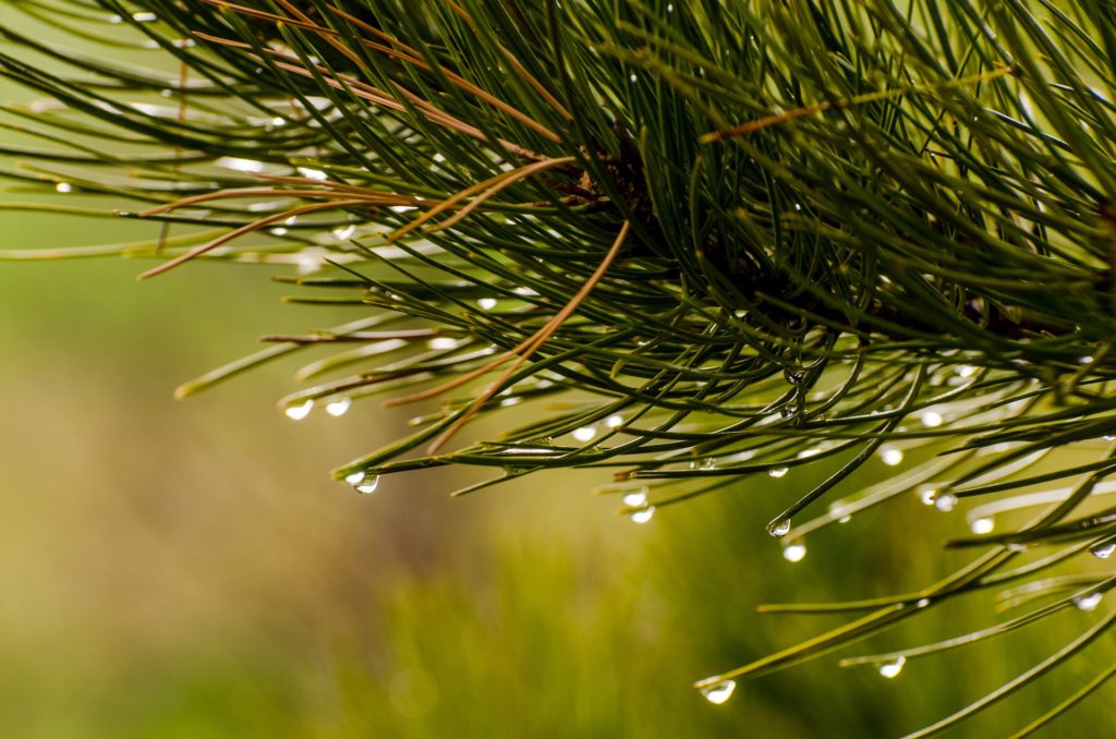 pine-needles-1110338_1920