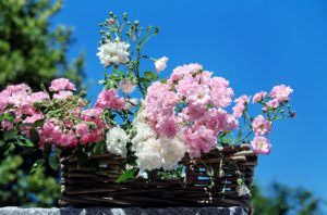 roses-1477992_1920