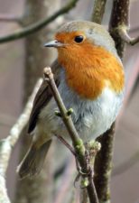 robin-534826