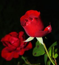 rose-419079_1920