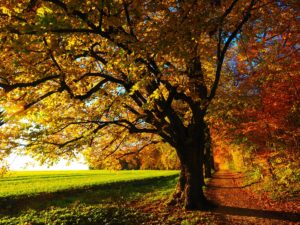 tree-779827_1920